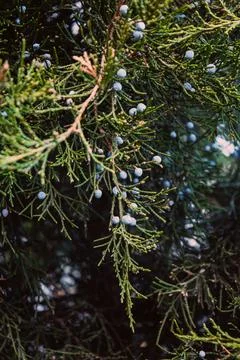 Close-Up Of Juniper Berries Growing On Tree. Juniper branch with blue berries Stock Photos
