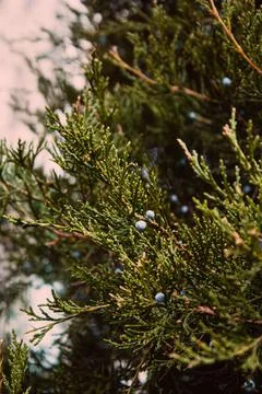 Close-Up Of Juniper Berries Growing On Tree. Juniper branch with blue berries Stock Photos
