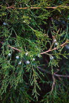 Close-Up Of Juniper Berries Growing On Tree. Juniper branch with blue berries Stock Photos