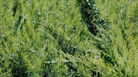 Close-up of juniper berries swaying in the wind. Slow motion Stock Footage 108686142