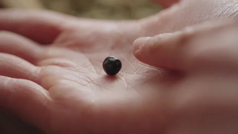 Close up of juniper berry inspected in the palm of a hand in a gin distillery Stock Footage 150800460