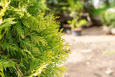 Close-up of juniper branches with copy space. Stock Photos