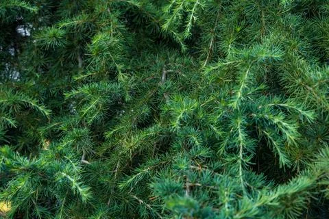 Close-up of juniper branches with dense green needles in a natural outdoor Stock Photos
