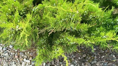 Close-up of juniper branches with green berries. Stock Footage 196092499
