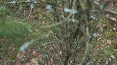 Close-up of juniper branches with lichen and moss in forest Stock Footage 330377273