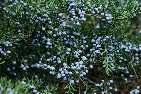 Close up of a juniper bush with berries Stock Photos