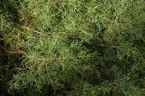 Close Up of Juniper Foliage with Berry Like Cones Stock Photos