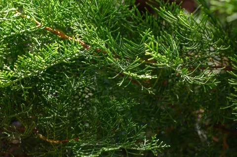 Close-Up of Juniper Juniperus with Dense Crown and Scale-Like or Needle-Lik.. Stock-Fotos