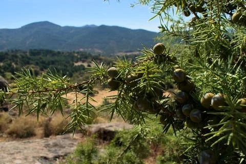 Close-up of juniper Stock Photos