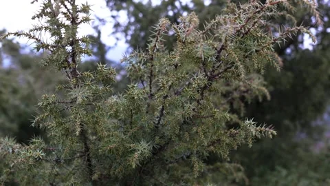 Close-up Juniper Tree Branches Green Needles Textured Foliage Outdoor Natur.. Stock Footage 333694538