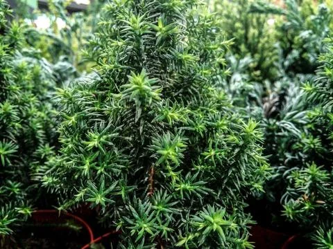 Close up of a Junipers plant Fotos de archivo