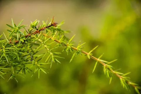 Close-up of Juniperus communis Stock Photos