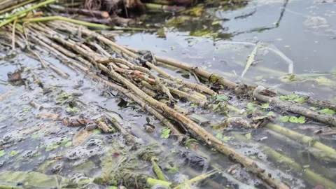 Close Up Of Jute Stalks Undergoing Retting Process In Water With Bubbles Stock Footage 340446953