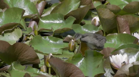 Close Up of a juvenile American Coot Stock Footage 44101181