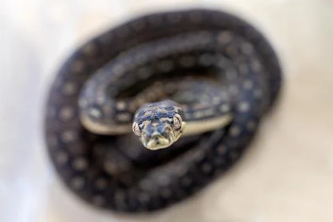 Close up of Juvenile Australian Diamond Python Stock Photos