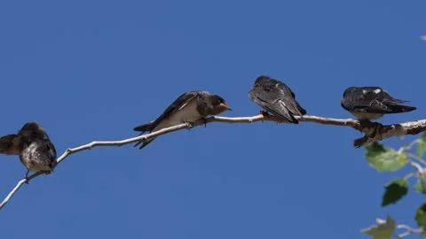 Close up Juvenile Barn Swallow Spreading Wings on Branch, Greece Stock Footage 344767731