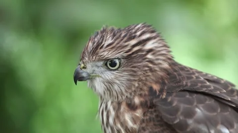 Close up of a juvenile Cooper's Hawk also known as a Chicken Hawk Video stock 65823588