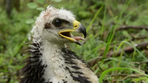 Close up of the juvenile golden eagle Stock Footage 60674609