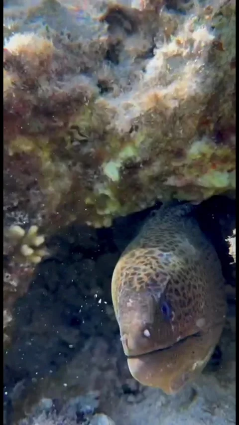  Close-Up of Juvenile Gray Moray Eel Under Coral Video stock 344396375