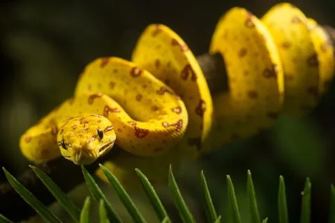 Close up of juvenile Green Tree Python, bright yellow with brown markings curled 写真素材