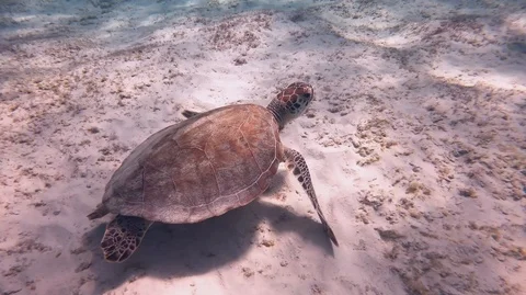 Close up of juvenile green turtle Stock Footage 105529709