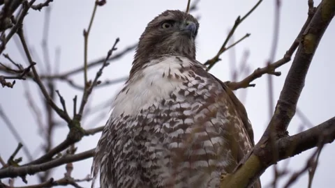 Close Up Juvenile Hawk Perched on Bare Tree Branch - Low Angle Stock Footage 345628285