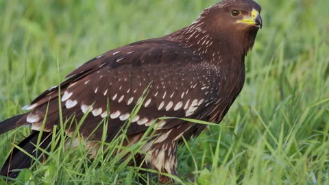 Close-up of a juvenile lesser spotted eagle in the ground. Who eats dead animal. Stock Footage 191642845