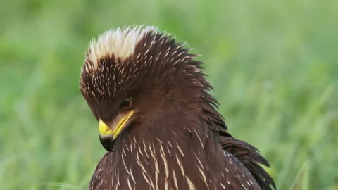 Close-up of a juvenile lesser spotted eagle in the ground. Is calling parents. Stock Footage 199223484