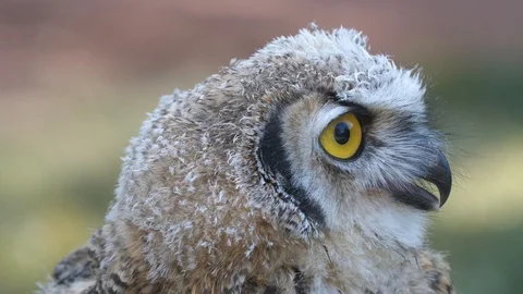 Close up juvenile owl Stock Footage 116113637
