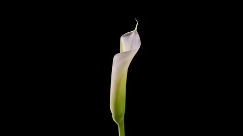 Close-up of Kala flower blooming Stock Footage 242998726