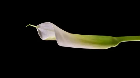 Close-up of Kala flower blooming Видео 242998727