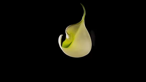 Close-up of Kala flower blooming Stock Footage 242998728