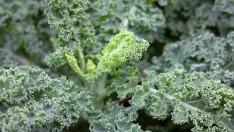 Close up on Kale also called leaf cabbage in the garden Stock Footage 141200059