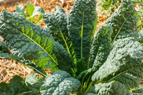 Close up Kale growning Foto stock