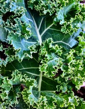 Close up kale leaf surface showing curly natural vegetable texture and orga.. Stock Photos