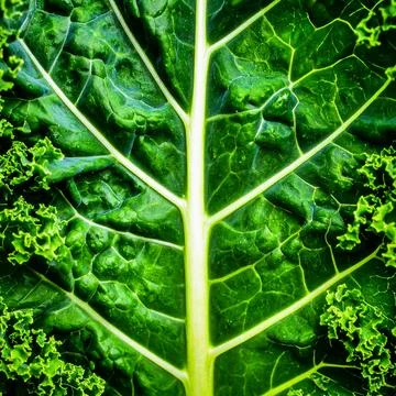 Close up kale leaf surface showing curly natural vegetable texture and orga.. Stock Photos