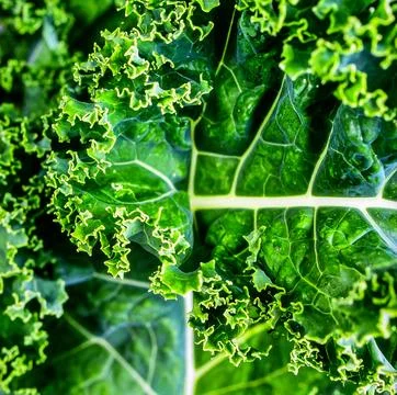 Close up kale leaf surface showing curly natural vegetable texture and orga.. Stock Photos
