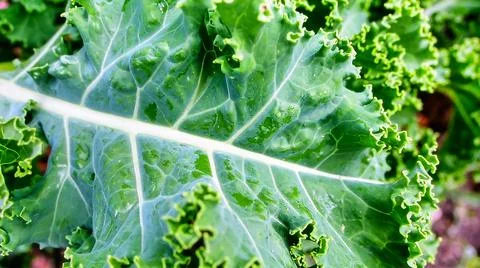 Close up kale leaf surface showing curly natural vegetable texture and orga.. Stock Photos