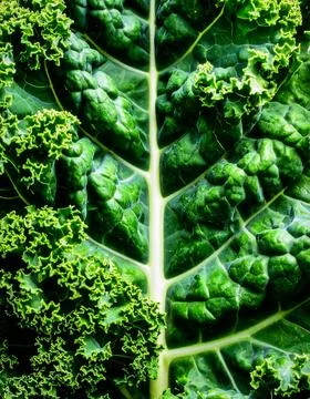 Close up kale leaf surface showing curly natural vegetable texture and orga.. Stock Photos