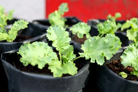 Close up kale sapling in bag. Stock Photos