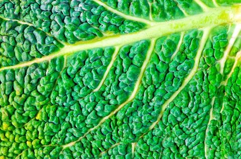Close up of kales leaf Stock Photos