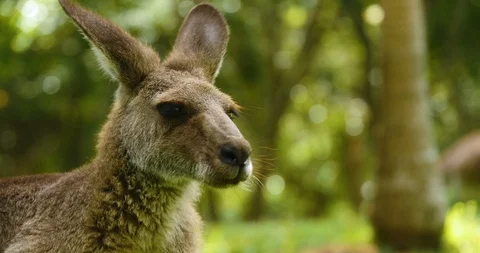 Close up of kangaroo eating Stock Footage 91543574