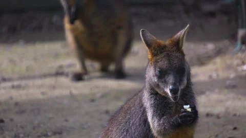 Close up of a kangaroo eating Stock Footage 270609952