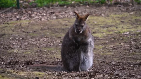 Close up of a kangaroo eating Stock Footage 270611575