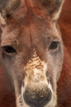 Close up of a kangaroo face looking at the camera, with reddish brown fur 写真素材