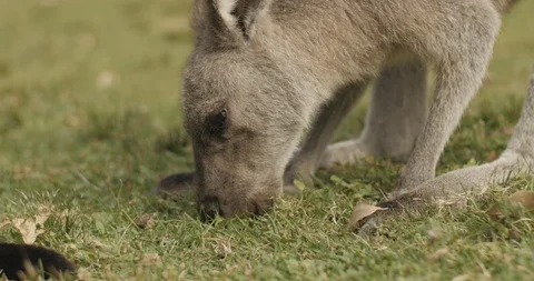 Close Up of Kangaroo Feeding in the Wild Видео 86221629