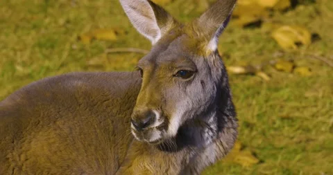 Close up of kangaroo Stock Footage 134911999