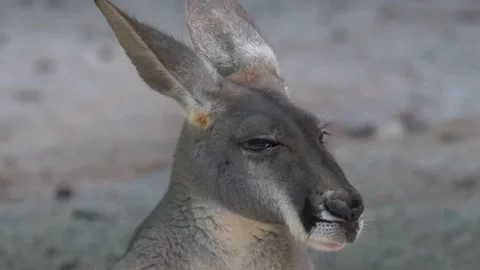 Close up Kangaroo Video stock 155872239