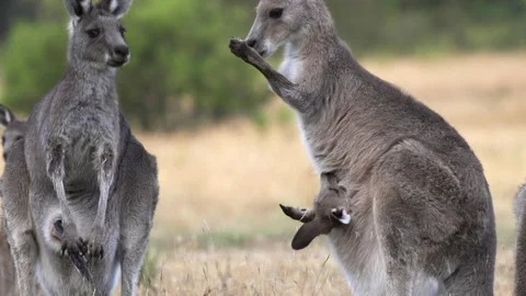 Close up of a kangaroo licking its arms to cool down at kosciuszko 스톡 동영상 149900945