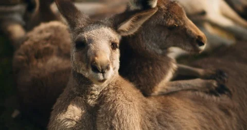 Close up of a kangaroo looking to the camera with another one next to it Stock Footage 124916948